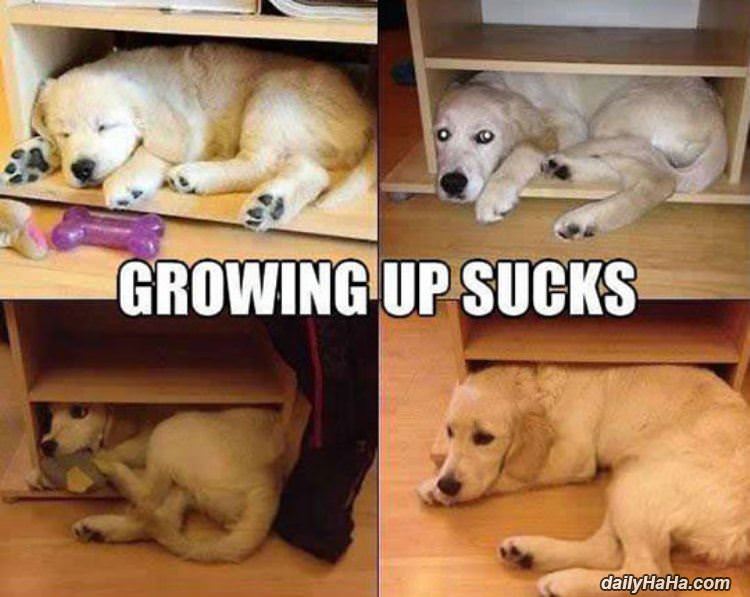 growing up sucks funny picture