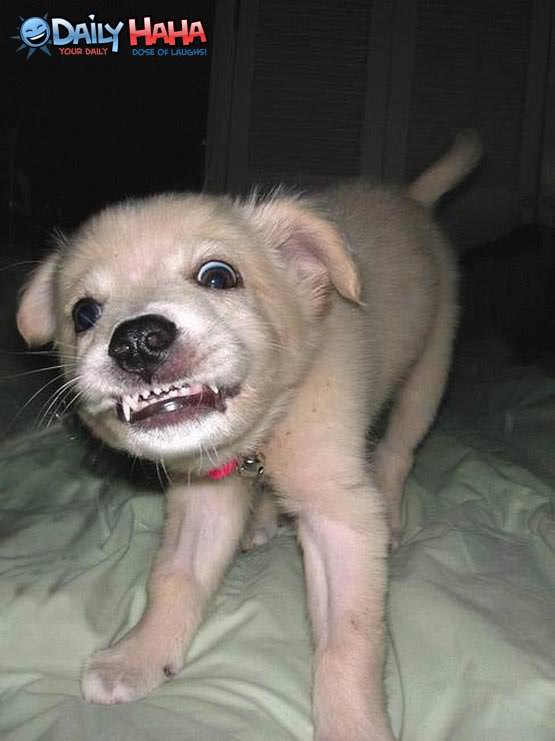 Smiling little puppy