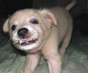 Smiling little puppy