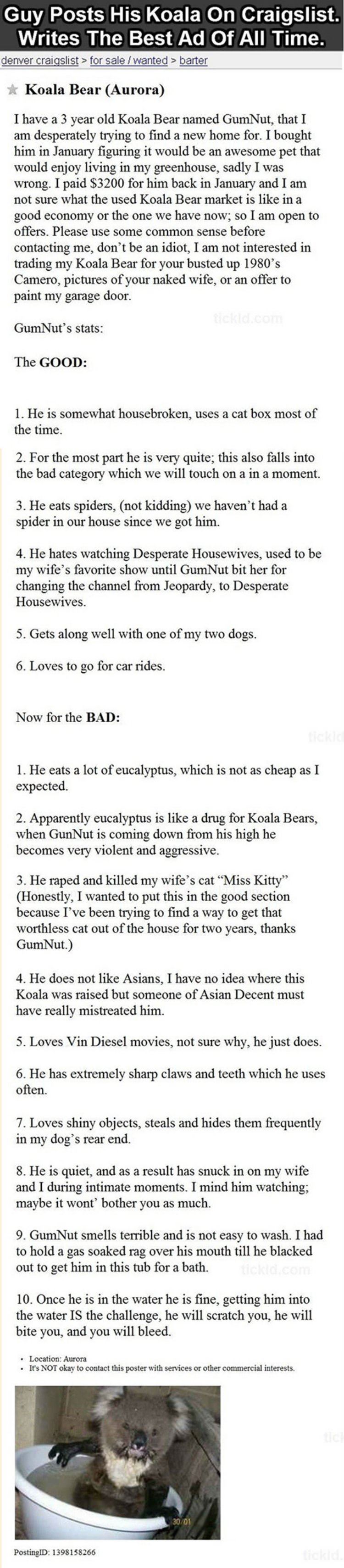 gumnut the koala bear funny picture