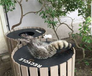 had to be rescued funny picture