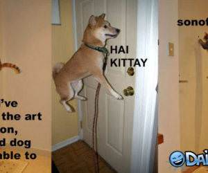 Hai Kitty funny picture