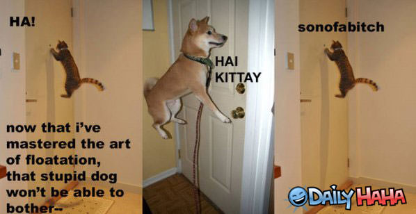 Hai Kitty funny picture