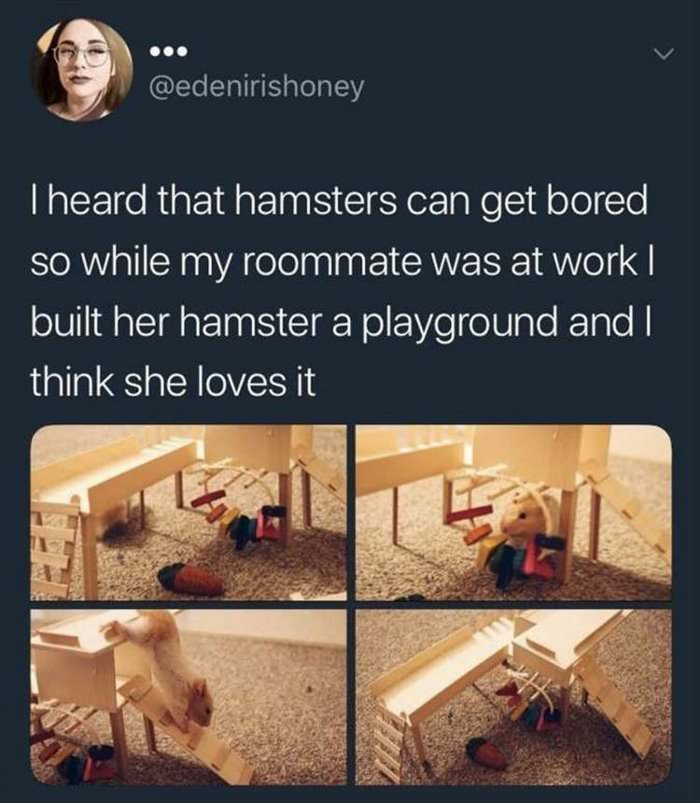 hamsters