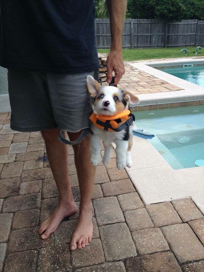 handy little carrier