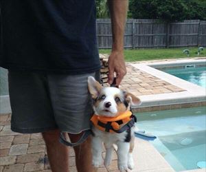 handy little carrier