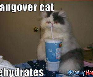 Hangover Cat Funny picture