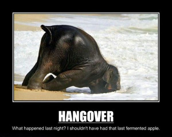 Hangovers funny picture