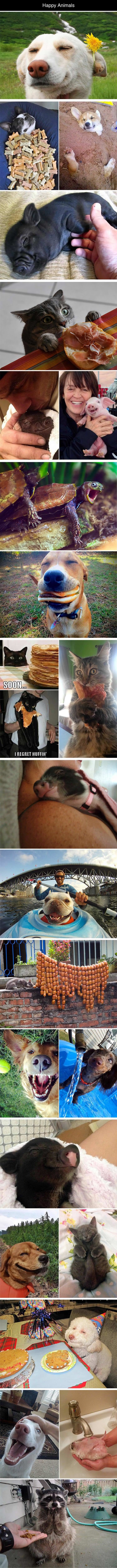 happy animals funny picture