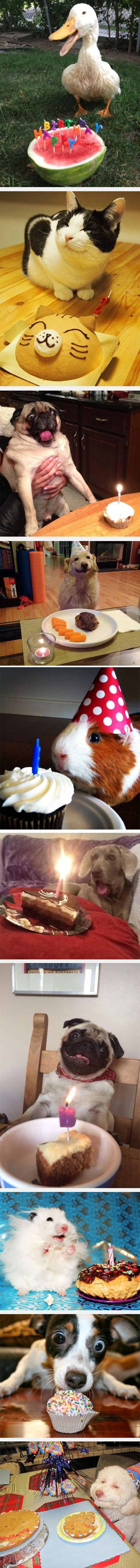 happy birthday animals funny picture
