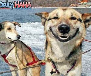 Happy Faced Dog