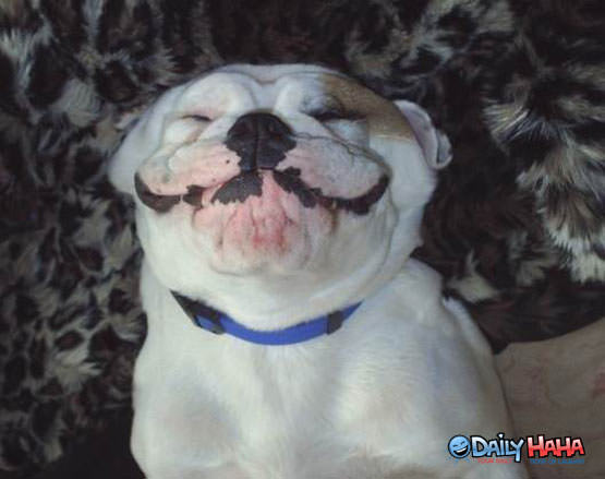 Happy Smiling Puppy