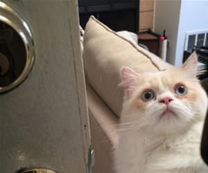 hard to leave the apartment funny picture