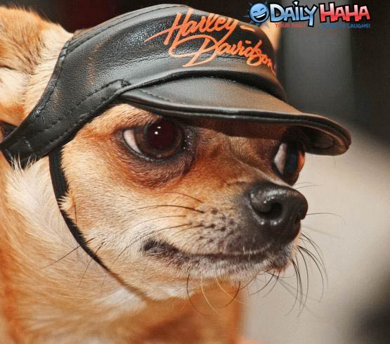 Harley Davidson Mascot