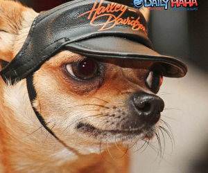 Harley Davidson Mascot