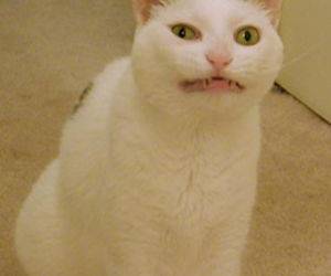 I has a Facelift Cat