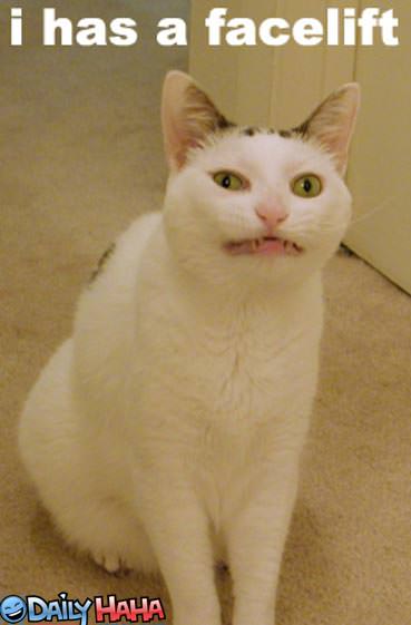 I has a Facelift Cat