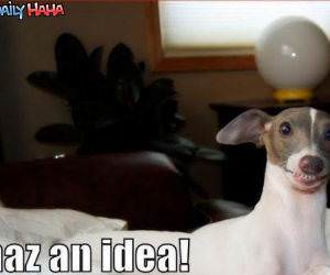 I has an Idea Dog