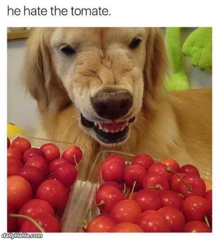 hates the tomate funny picture