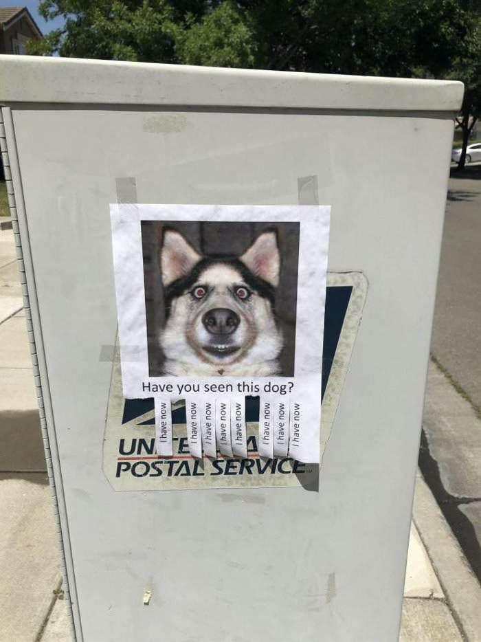 have you seen this dog