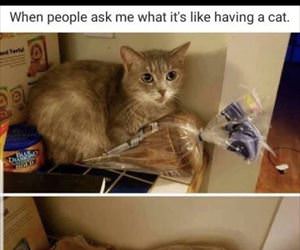 having a cat