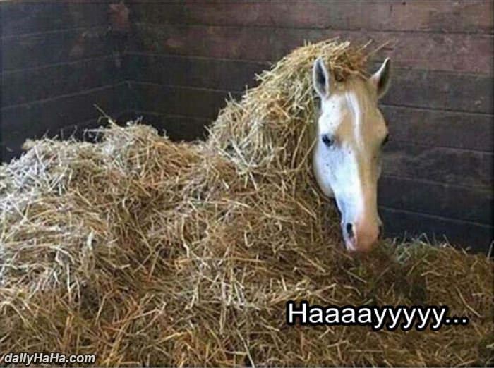 hayyyy funny picture