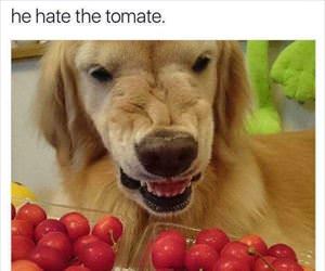 he hate the tomate ... 2