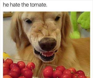 he hate the tomate