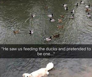 he saw us feeding the ducks