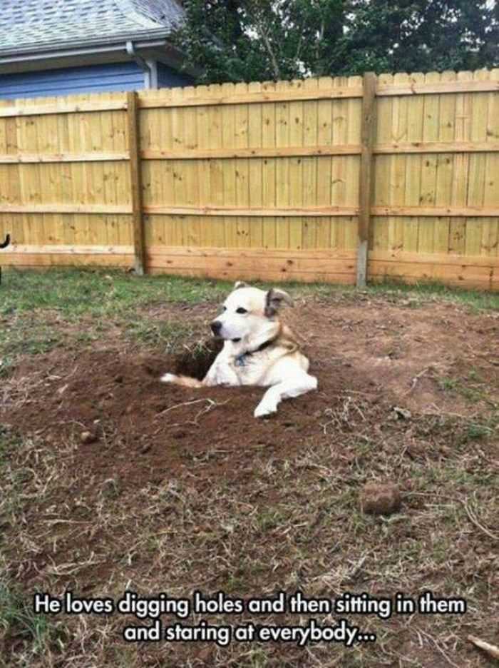 he loves digging holes funny picture