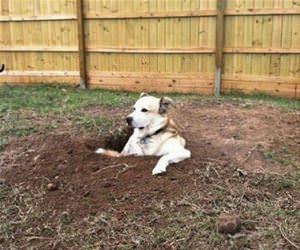 he loves digging holes funny picture