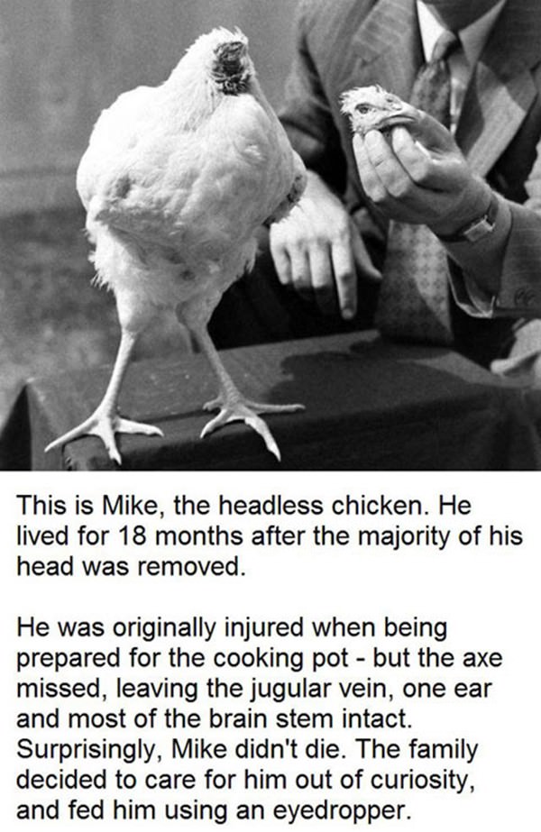 Headless Chicken funny picture