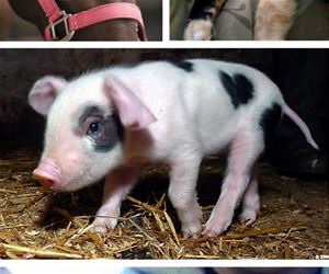 heart animals funny picture