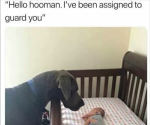 hello human