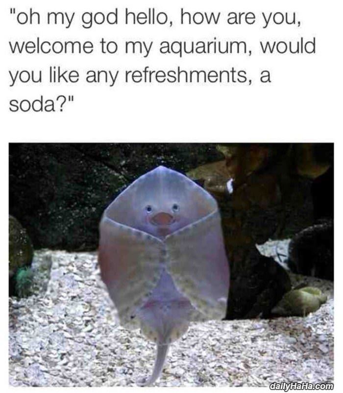 hello and welcome funny picture