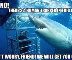 Helpful Shark funny picture