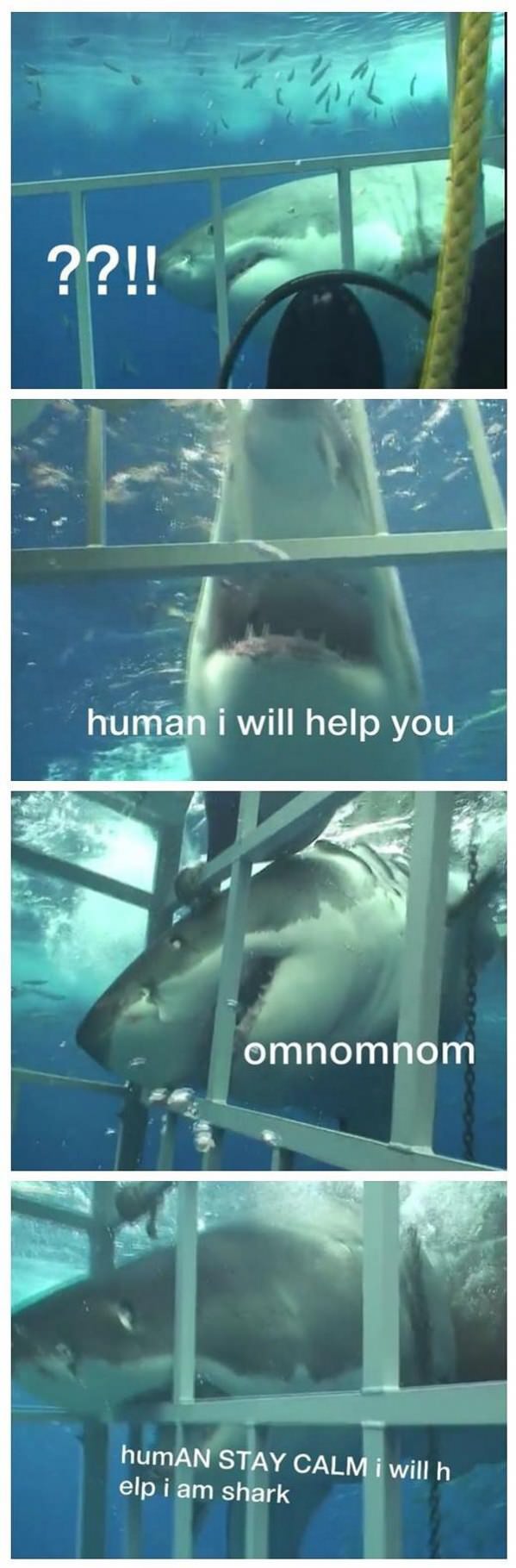 A Helpful Shark funny picture