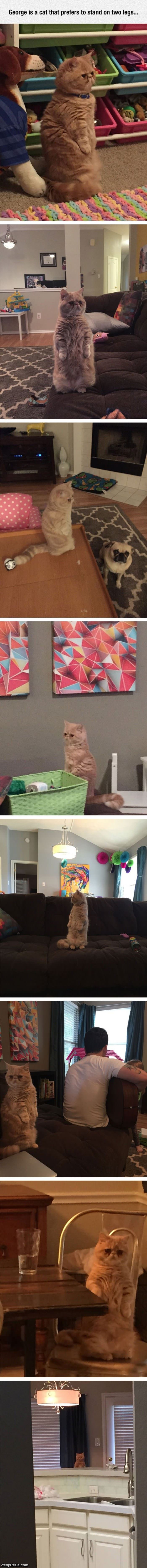 here is george the cat funny picture