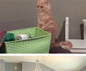 here is george the cat funny picture