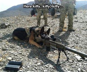 here kitty funny picture