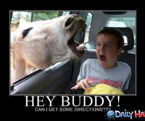 Hey Buddy funny picture