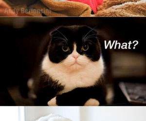 Hey Cat funny picture