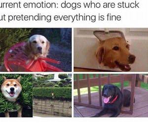 hey everything is fine funny picture