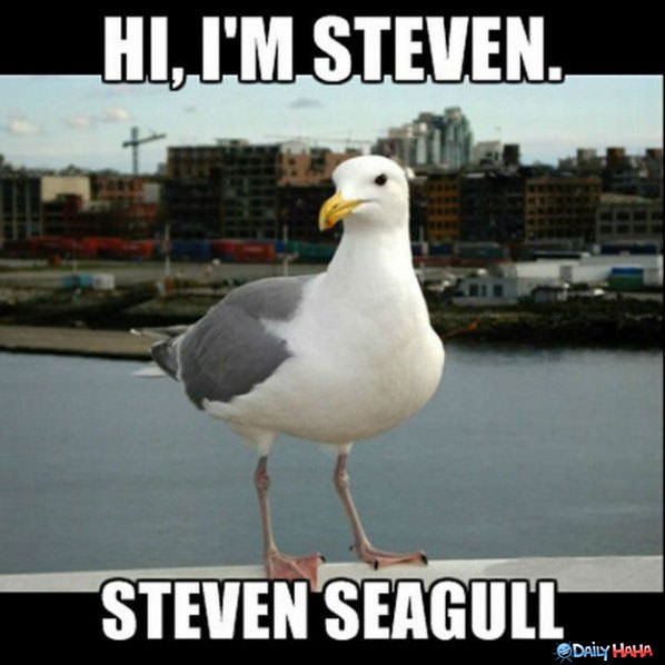 Im Steve funny picture