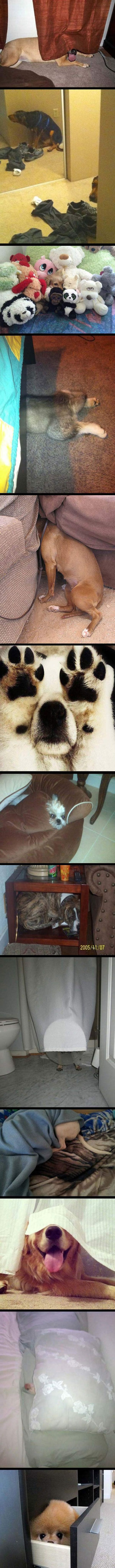 Hide and Seek Dogs funny picture