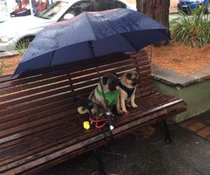 hiding from the rain funny picture