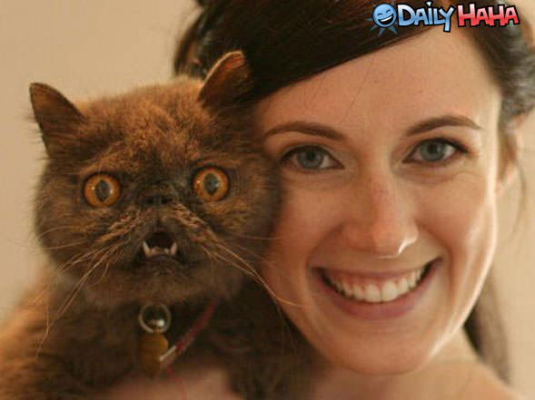 HIlarious Looking Cat