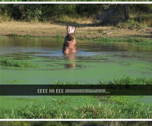 hippo singing his favorite song funny picture