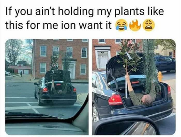 holding plants