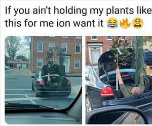 holding plants